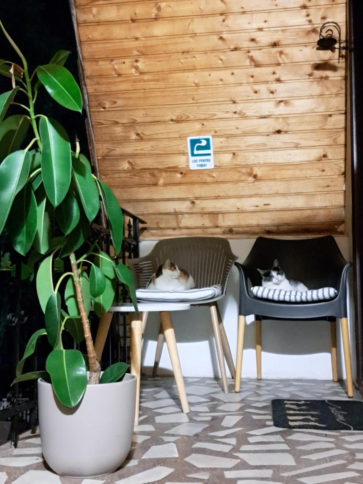 Piccola Italia Casa Racovita Kluž Exteriér fotografie
